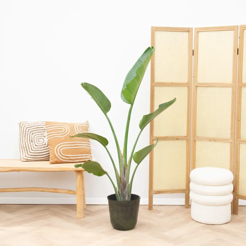 Strelitzia Augusta - 160cm | Hoge kwaliteit