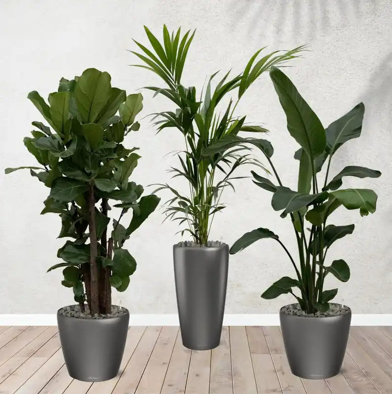 Beste prijs - Combi deal - Ficus Lyrata vertakt 160 cm - Kentia palm 170 cm - Strelitzia Nicolai 170 cm inclusief zelfwaterende potten