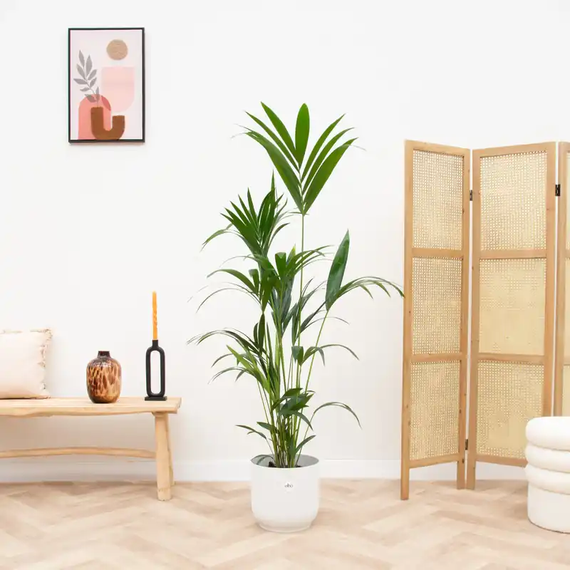 Combi deal - Kentia palm inclusief elho Vibes Fold Round - 160 cm - Klantfavoriet