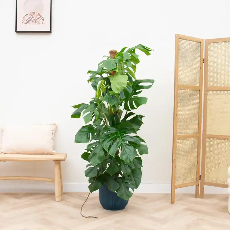 Combi deal - Monstera Pertusum XL inclusief elho Vibes Fold Round - 150cm | Scherpe prijs