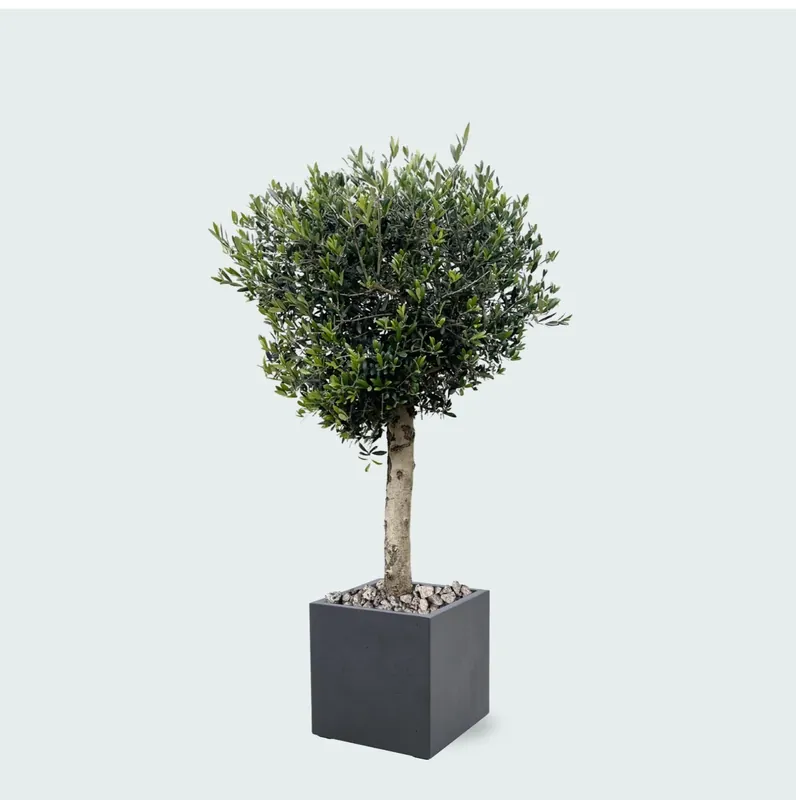 Combi deal - Olijfboom Olea Lorc inclusief Grigio Cube - 180 cm | Trending