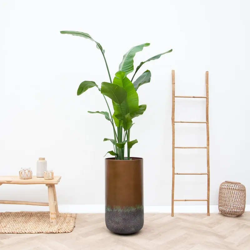 Combi deal - Strelitzia Nicolai inclusief vaas Elisa Mystic - 190cm | Nieuw in de shop
