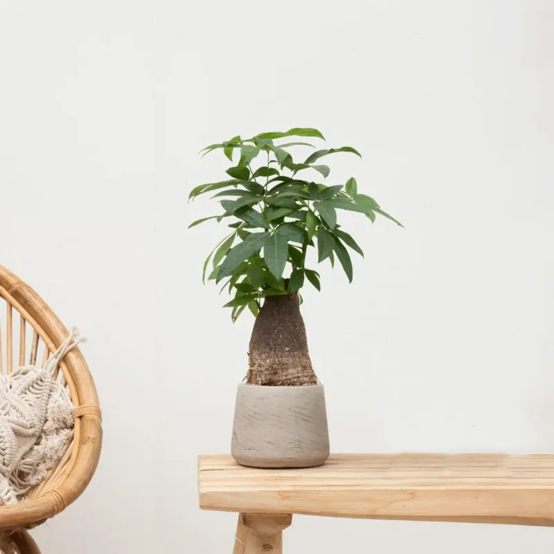 Koop vandaag - Combi deal - Wout S inclusief sierpot washed