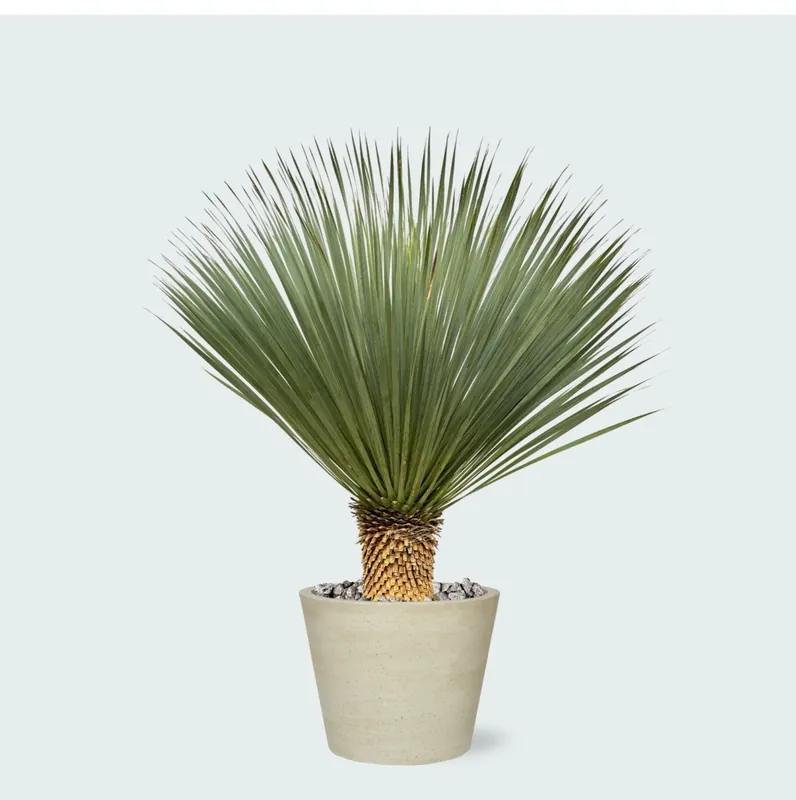 Bespaar nu - Combi deal - Yucca Rostrata op stam inclusief Bucket - 120 cm