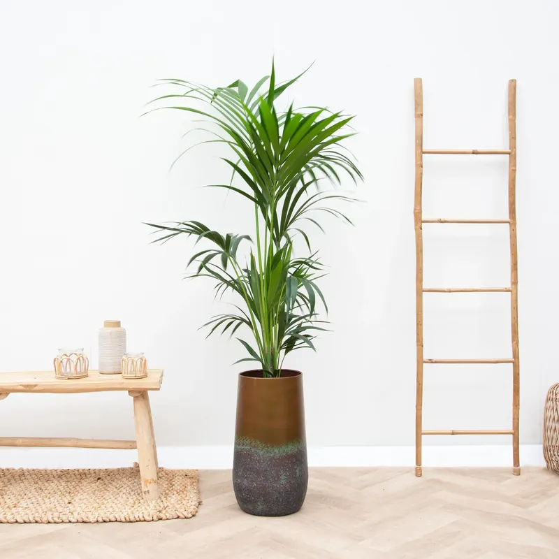 Combi deal - Kentia Palm inclusief Vaas Elisa - 170cm - Net toegevoegd