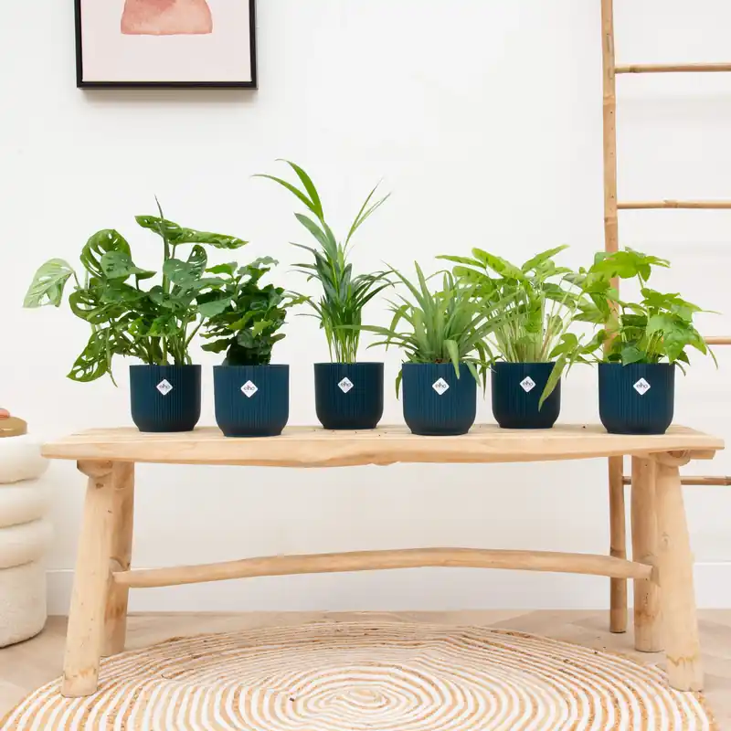 Online kopen | Verrassingsbox - 6 planten inclusief elho Vibes Fold Round Ø14