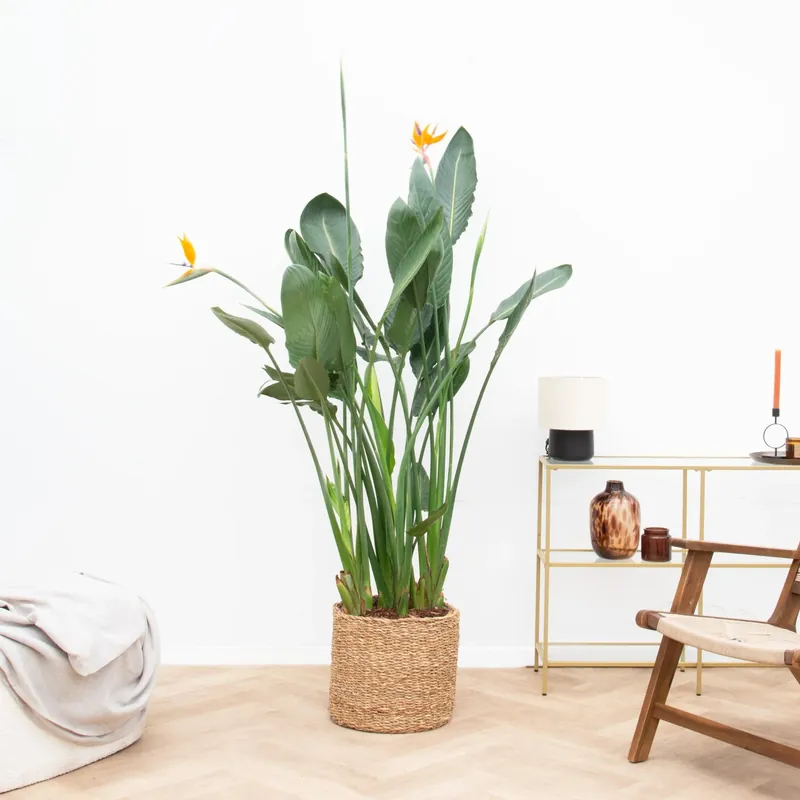 Strelitzia Reginae XL de luxe - 150cm - Nu beschikbaar