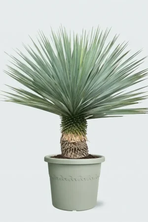 Yucca Rostrata - 100cm - Korting