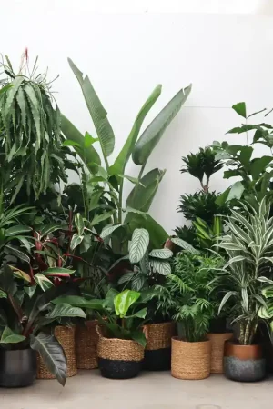 Wees er snel bij | Verrassingspakket XXL – 5 XXL planten