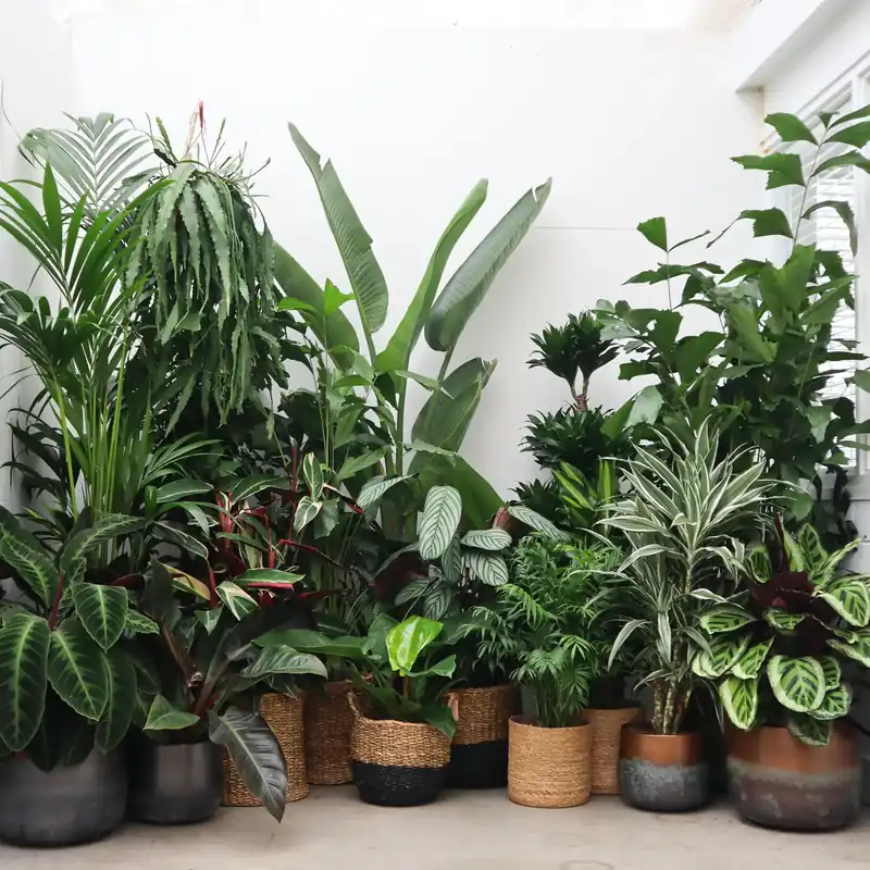 Wees er snel bij | Verrassingspakket XXL – 5 XXL planten