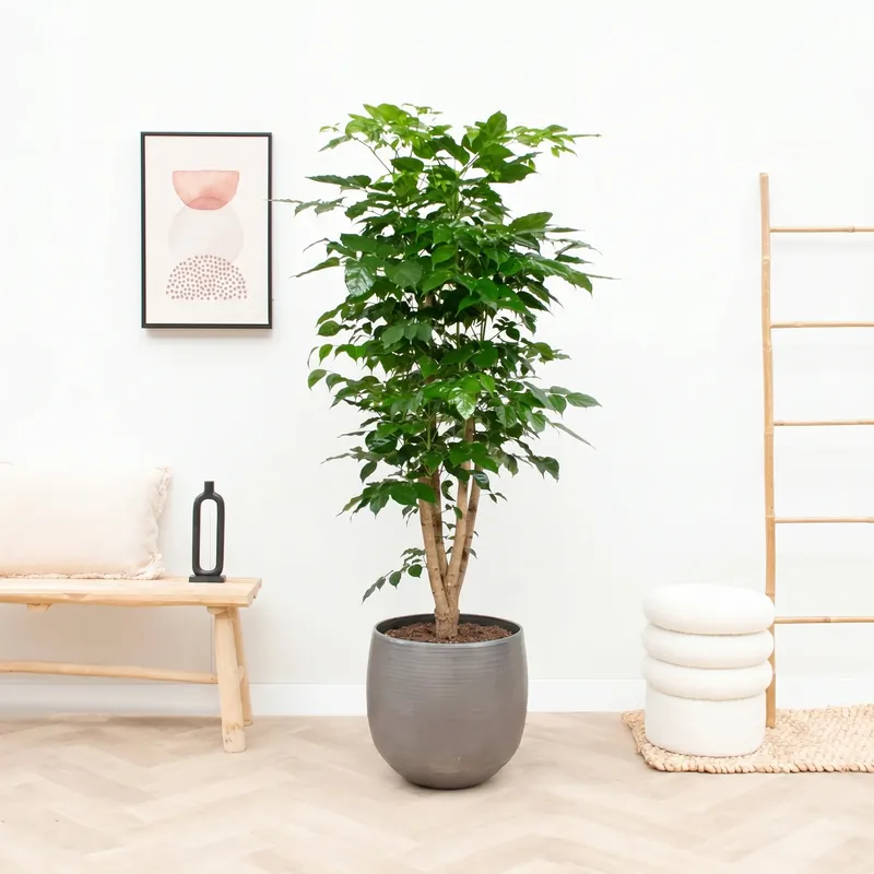 Speciale deal - Radermachera Hainanensis - 190cm