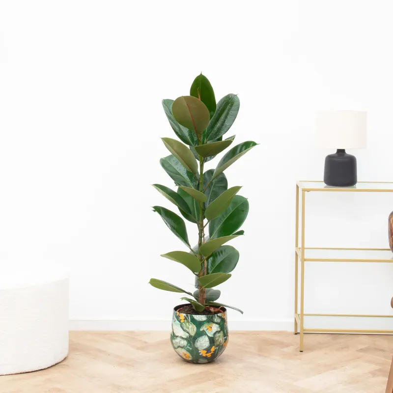 Ficus Elastica Robusta Struik - 90cm - Nog enkele stuks