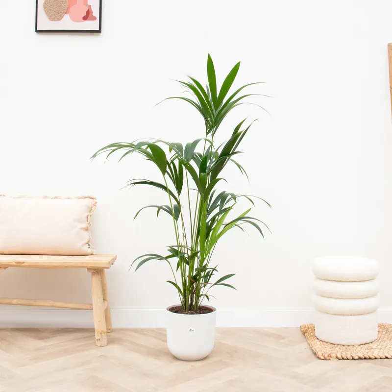 Combi deal - Kentia palm inclusief elho Jazz Round - 160cm - Nieuw in het assortiment