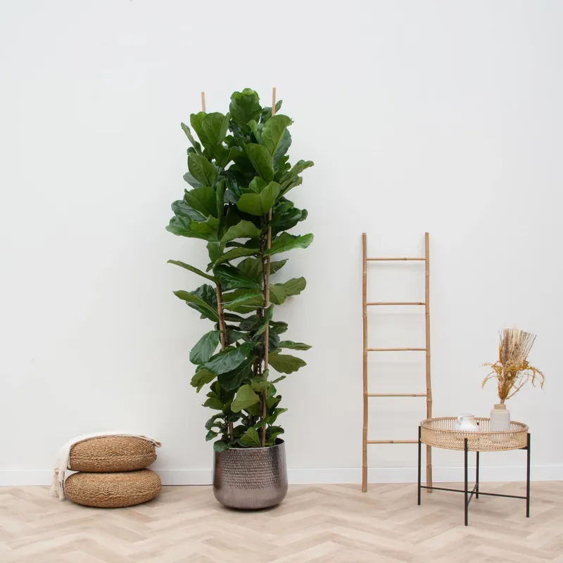 Meest verkocht | Ficus Lyrata struik XXL - 200cm