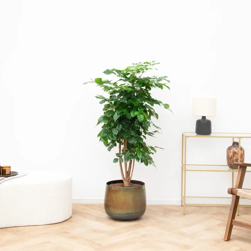 Radermachera Hainanensis - 150cm - Direct beschikbaar