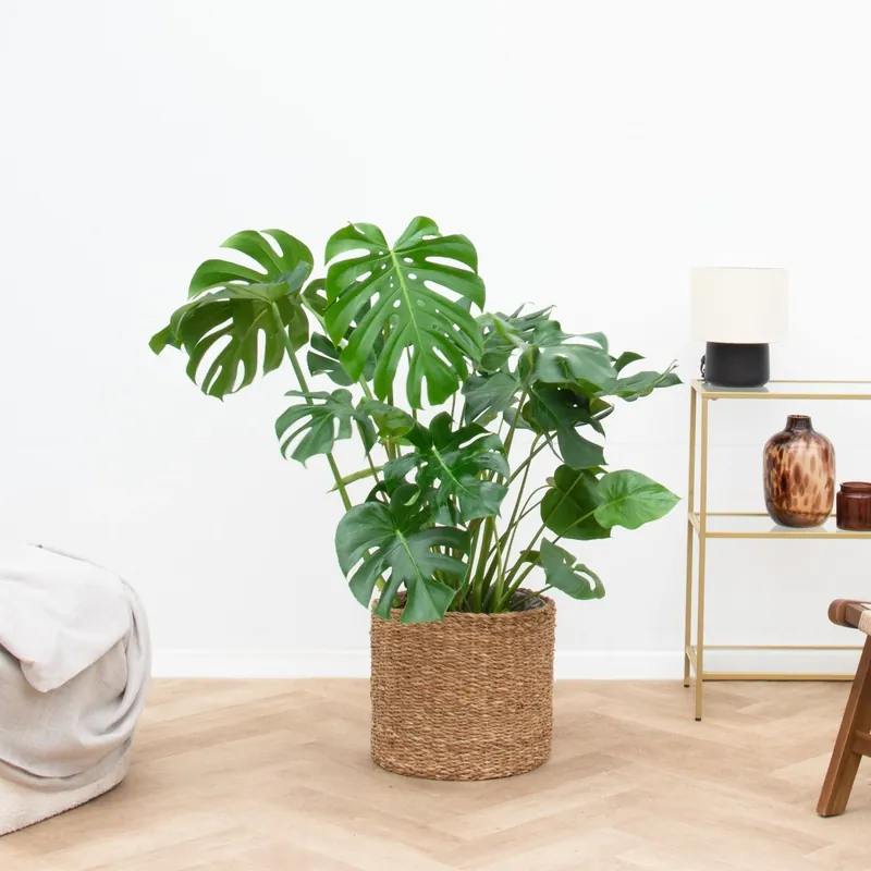 Monstera Deliciosa - 100cm - Topdeal