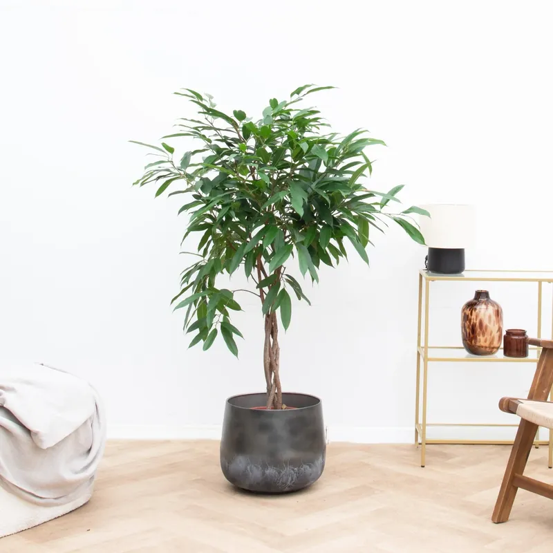 Uitverkoop | Ficus Amstel King op gevlochten stam - 130cm