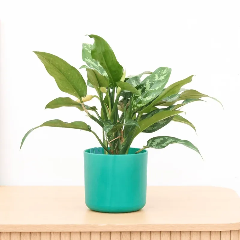 Direct kopen - Aglaonema Maria - 30cm
