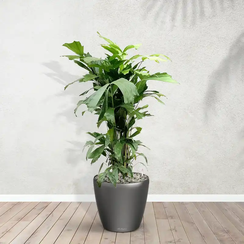 Caryota Mitis inclusief Joy M - 110cm | Nieuw gelanceerd