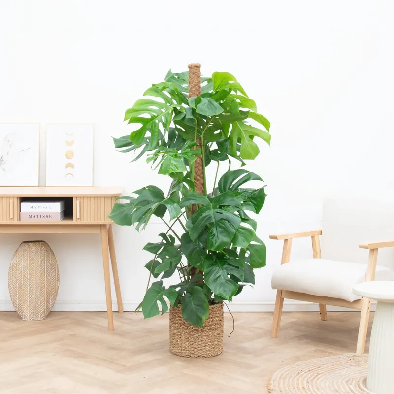 Superprijs | Monstera Deliciosa XL Kratistestok - 160cm