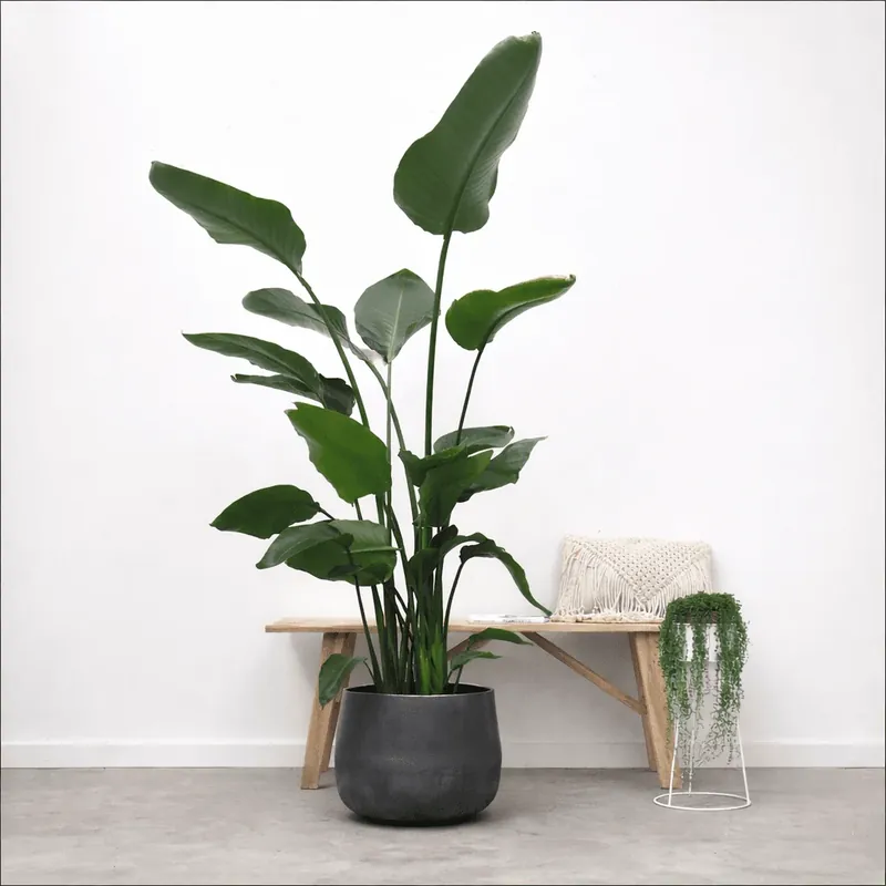 Net binnen | Strelitzia Nicolai - 170cm