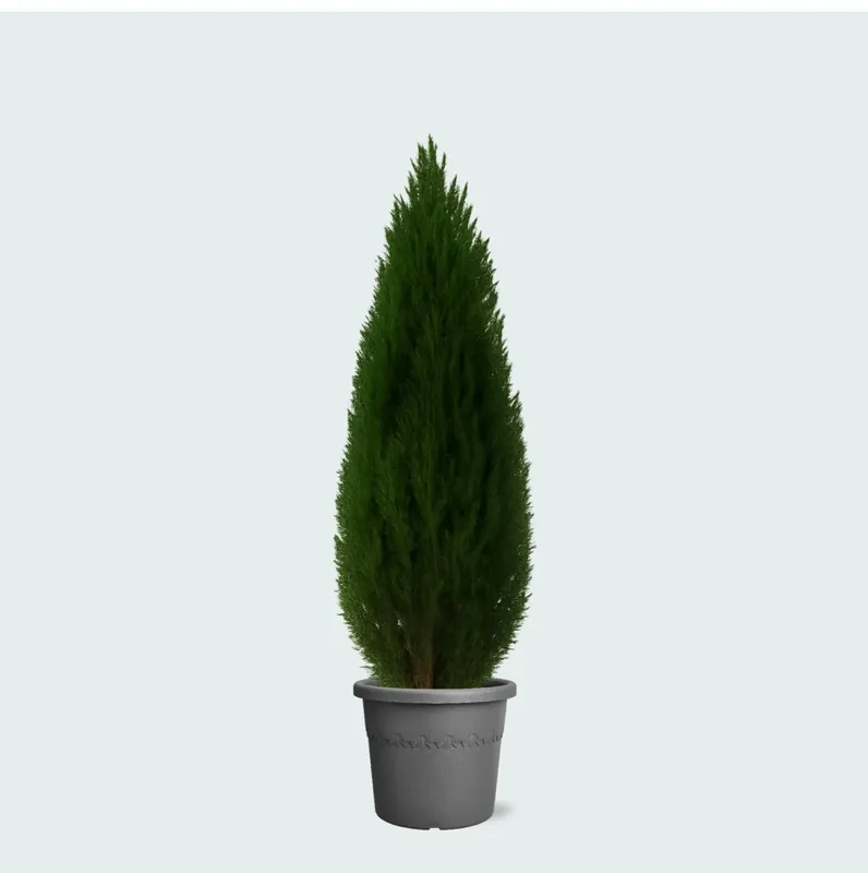 Cupressus - 110cm | Topdeal