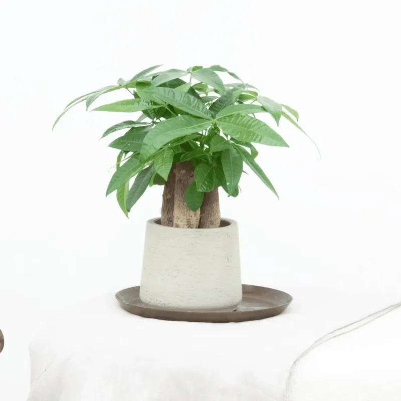 Flitsaanbieding - Wout multi stam - 30cm