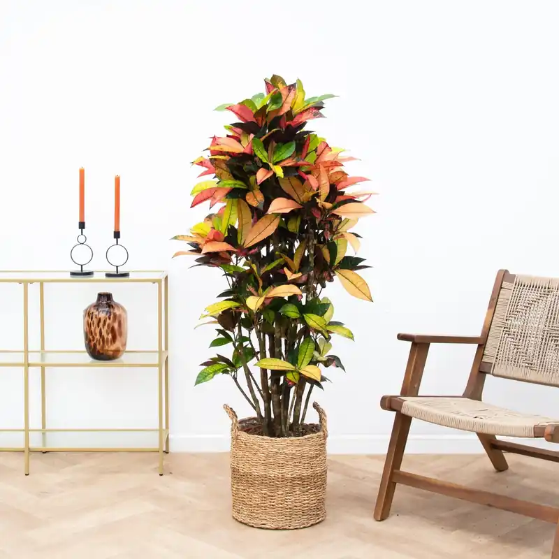 Codiaeum Iceton - 140cm | Prijsverlaging