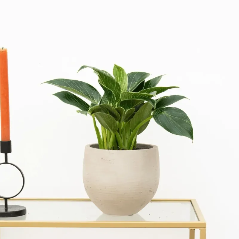 Philodendron Birkin - 40cm - Voeg toe aan winkelwagen