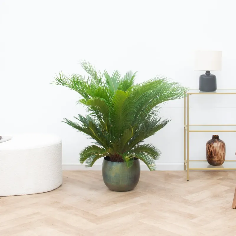 Topproduct | Cycas Revoluta - 80cm