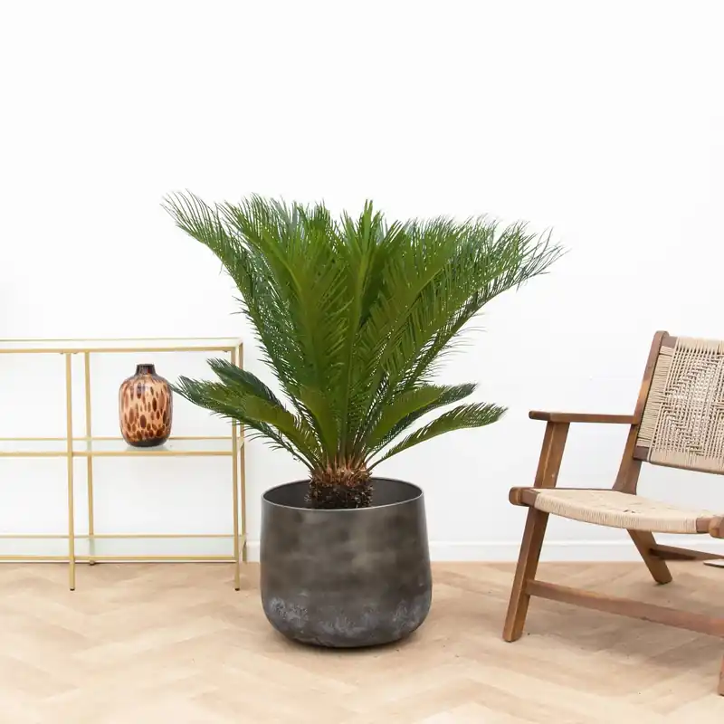 Cycas Revoluta - 110cm | Alleen deze week