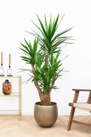 Yucca Elephantipes vertakt - 130cm | Zeer goed beoordeeld
