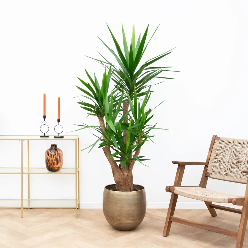 Yucca Elephantipes vertakt - 130cm | Zeer goed beoordeeld