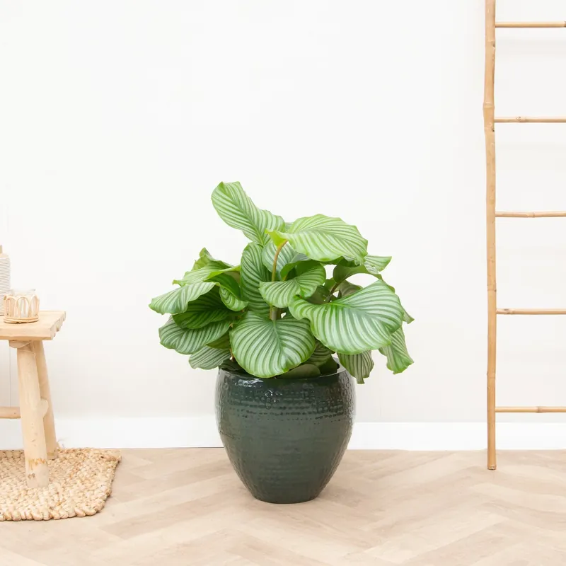 Calathea Orbifolia - 75cm | Actie loopt bijna af