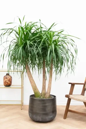 Aanrader | Beaucarnea Multi Stam - 130cm