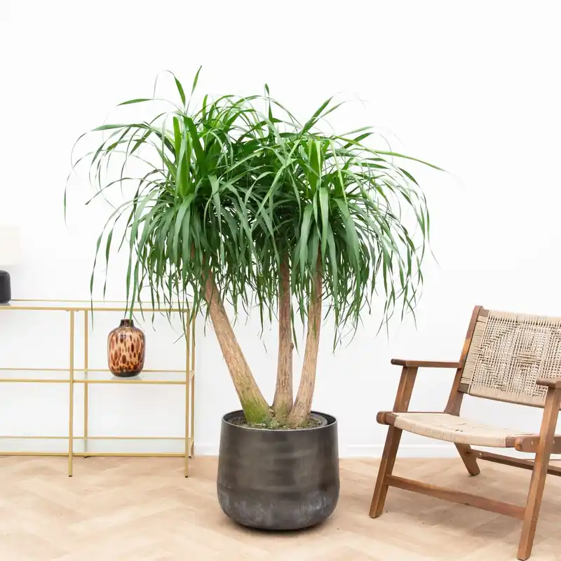 Aanrader | Beaucarnea Multi Stam - 130cm
