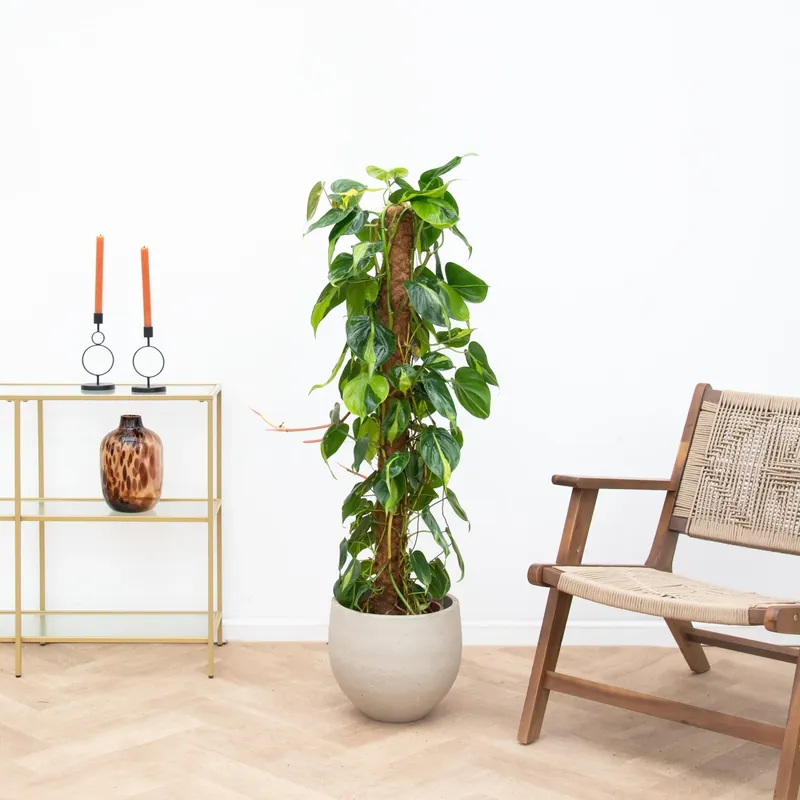 Nieuw binnen - Philodendron Brasil mosstok - 160cm