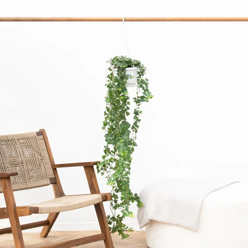 Hedera Helix wonder (klimop) - 100cm | Snelle verzending