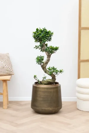 Actie | Ficus Microcarpa Ginseng S vorm - 80cm