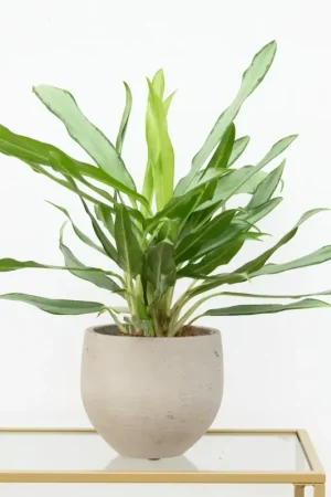 Aglaonema White Lance - 40 cm - Koop vandaag