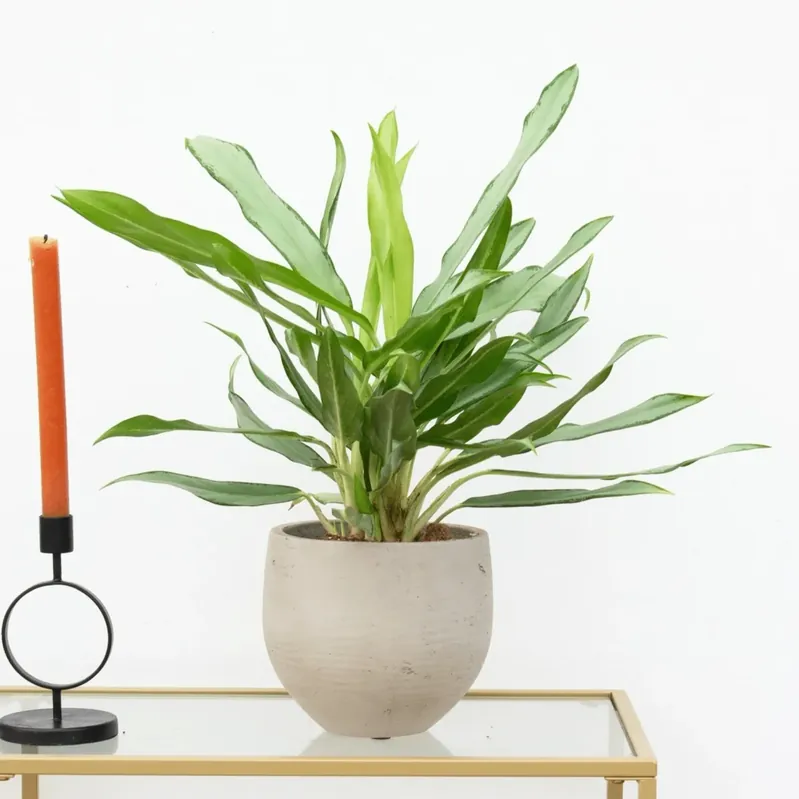 Aglaonema White Lance - 40 cm - Koop vandaag
