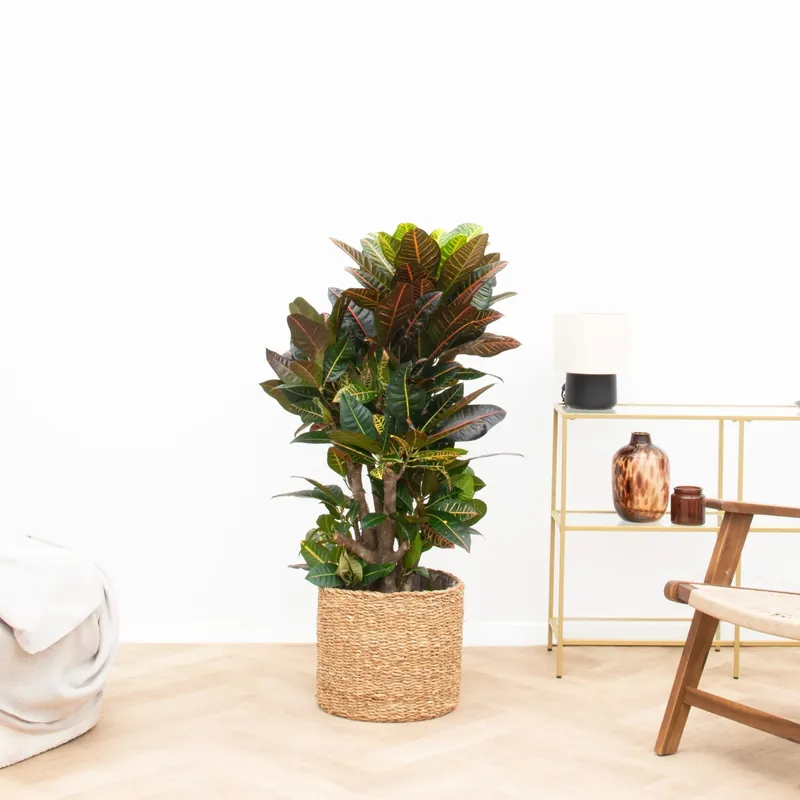 Codiaeum Petra - 120cm | Topdeal