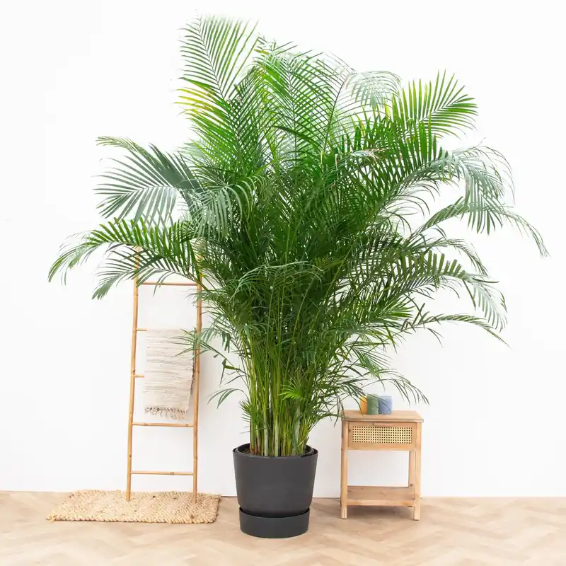 Dypsis Lutescens (Areca palm) - 240cm | Bestel vandaag