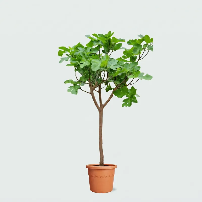 Ficus Carica op stam - 200cm | Bestseller