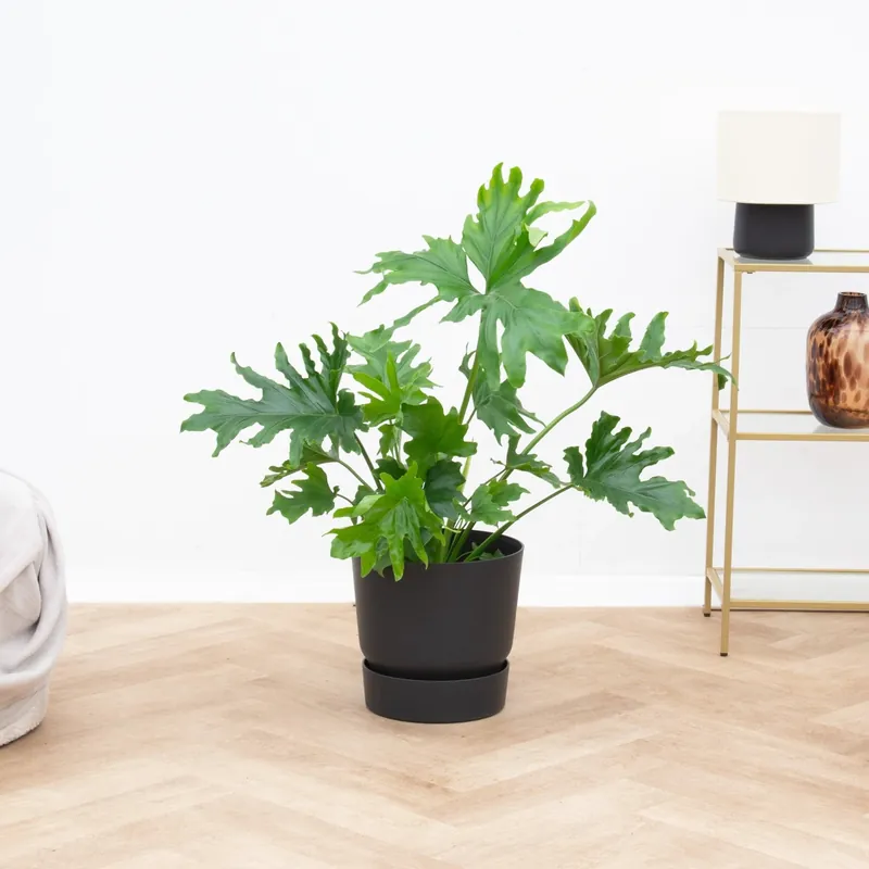 Philodendron Selloum - 60cm - Aanrader
