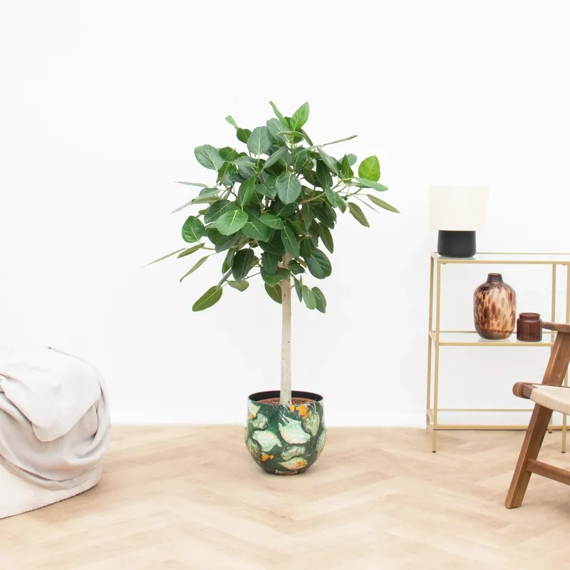 Topdeal | Ficus Benghalensis Audrey op stam - 150cm