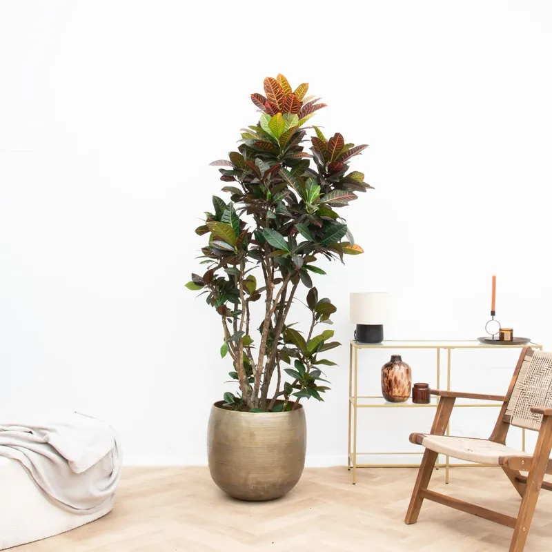 Codiaeum Petra - 210cm - Speciale aanbieding