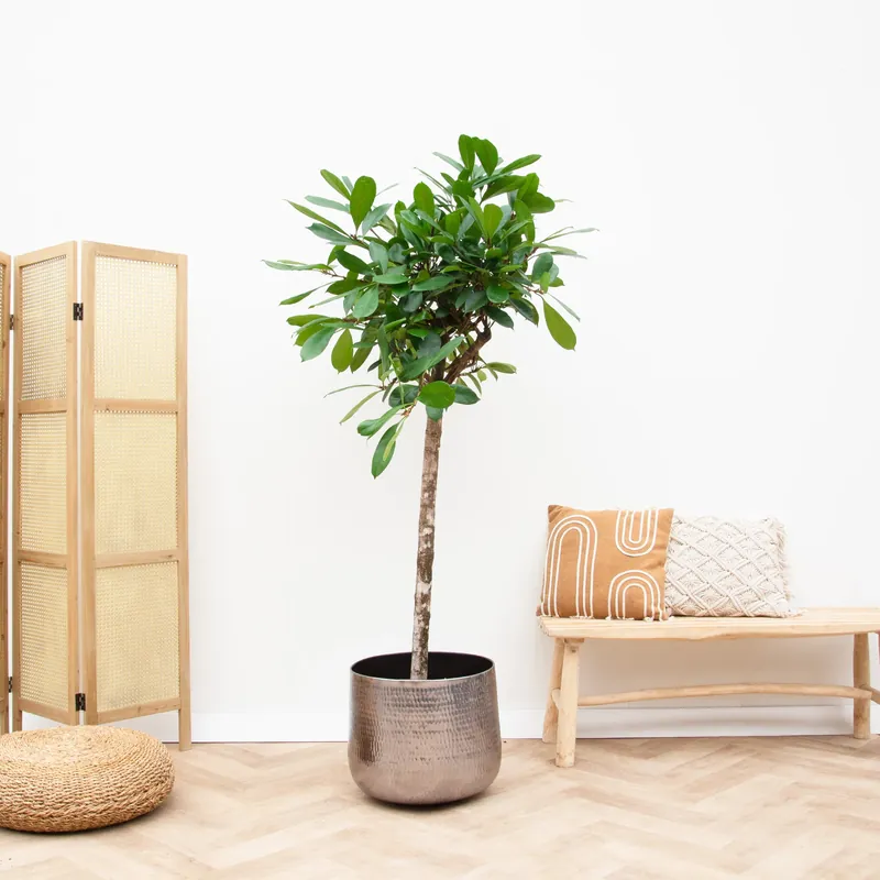 Ficus Cyathistipula boom - 190cm | Nu beschikbaar
