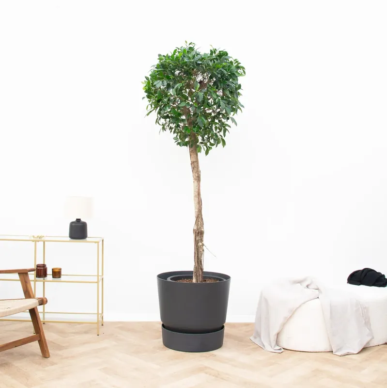 Rechtstreeks uit de fabriek | Ficus Nitida op stam - 220cm