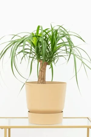 Beaucarnea - 35cm | Zeer goed beoordeeld